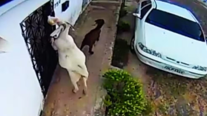 Mulher instala câmeras para flagrar quem roubava pães e descobre 'gangue de cabras'
